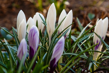 Beautiful purple and white crocus flowers in spring garden. Growing early-flowering bulbs in the garden