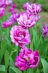 Lilac with white stripes tulips in the spring garden