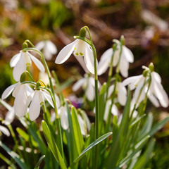 Obraz premium Flowers of snowdrop on a Sunny spring day. Сommon snowdrop (Galanthus nivalis) flowers in natural green background. 