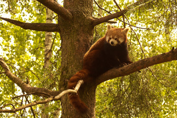 The red panda (Ailurus fulgens).