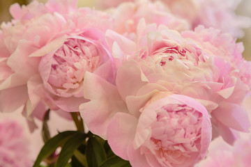 Obraz na płótnie Canvas Gentle pink roses close up. Roses background