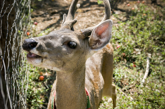animales naturaleza verde azul venado chango cerdo jabali