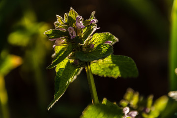 yellow flower