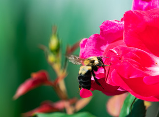 Carpenter Bee on red flowers in natural park in Georgia.