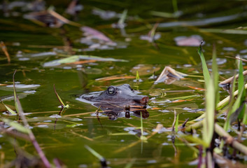Soft Shell Turtle found in water in Okefenokee Swamp land in Georgia.