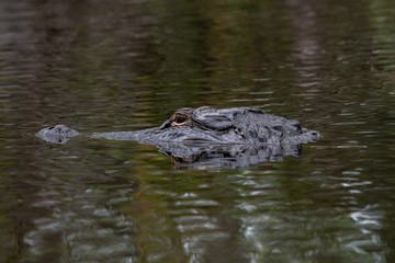 American Alligator in water at Okefenokee swamp habitat in Georgia.