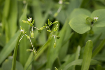 Tiny and cheerful white flower growing in the lawn