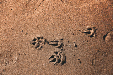 Dog paw print on wet sand of Pacific Ocean in California (Ocean Beach, San Francisco)