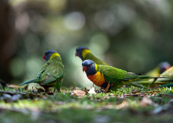 Rainbow lorikeet in the forest, Australia
