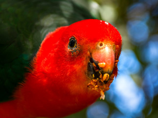 Australian King Parrot