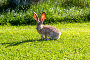 rabbit with large ears in the grass