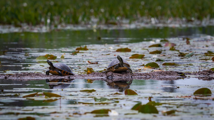 Yellow Bellied Slider Turtle at Okefenokee wetlands swamp in Georgia.
