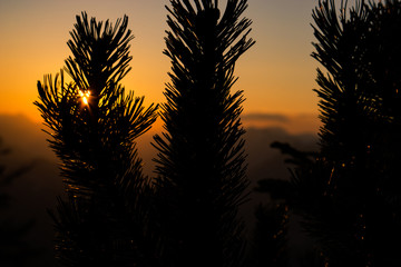 Sonnenuntergang durch Nadelzweige in den Alpen