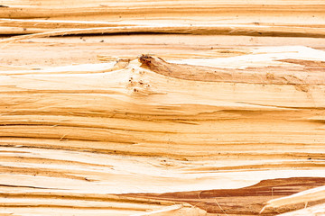 Beautiful texture of the pine tree trunk with interesting details and pattern, closeup. Untreated...