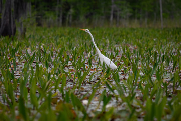 Great Egret in natural environment in Okefenokee wildlife sanctuary in Georgia.