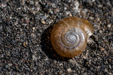 Snail shell