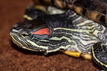 Trachemys scripta head and face of a turtle - Pseudemys scripta elegans
