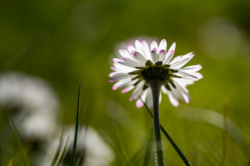 English lawn daisy in the grass