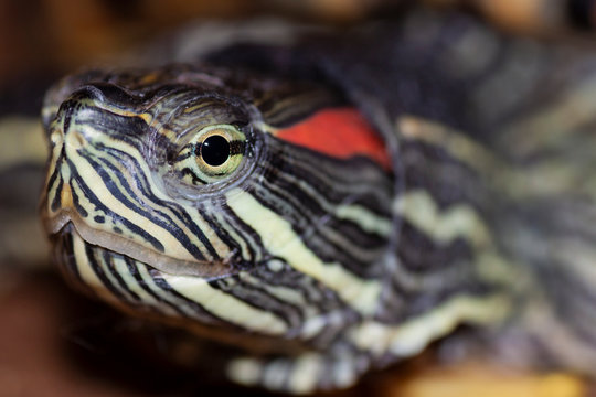 Trachemys scripta head and face of a turtle - Pseudemys scripta elegans