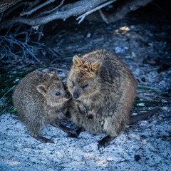 Obraz premium Lovely Quokkas family at Parker Point, Western Australia, Australia