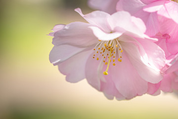 Pink spring flowering tree plum cherry