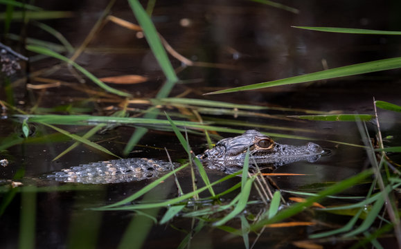Baby American alligator newly hatched hiding in grass in shallow shore line.