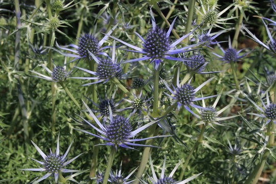 Blue-silver "Mediterranean Sea Holly" plant ( or Bourgat's Sea Holly) in St. Gallen, Switzerland. Its Latin name is Eryngium Bourgatii, native to Pyrenees and Morocco.