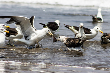 gaviotas luchando por comida en el mar