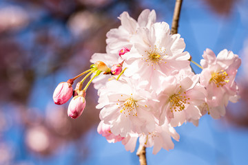 Pink spring flowering tree plum cherry