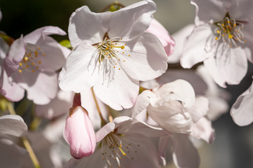 Fototapeta na wymiar Pink spring flowering tree plum cherry