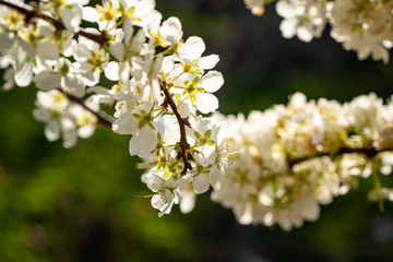 Pink spring flowering tree plum cherry