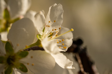white spring flowering tree plum cherry