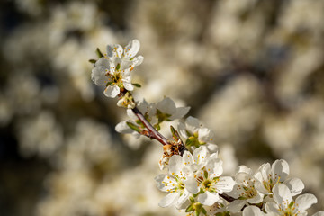 white spring flowering tree plum cherry