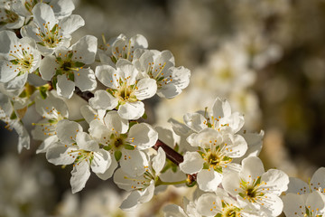 white spring flowering tree plum cherry