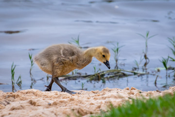 Gosling at Lake Acworth looking for insects in the sand.