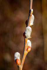 Pussywillow