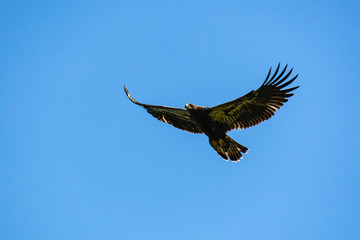 Juvenile Bald Eagle flying around nest site in Rome Georgia.