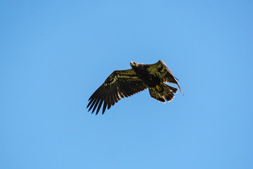 Juvenile Bald Eagle flying above nest site in Rome Georgia.