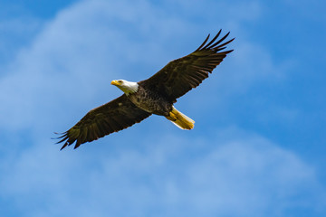 American Bald Eagle at nesting site in Rome Georgia.