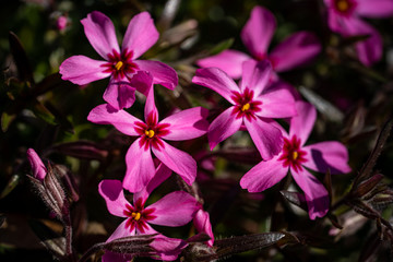 Pink spring blooming phox