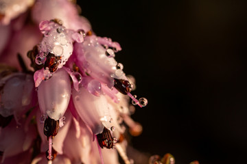 Spring blooming pink heather with dew macro