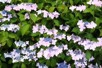 Naklejka premium 恋し野の里_あじさい