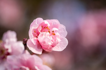 Naklejka na ściany i meble Pink spring flowering tree plum cherry