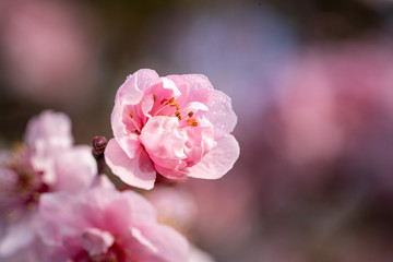 Pink spring flowering tree plum cherry
