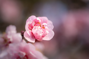 Pink spring flowering tree plum cherry