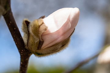 Spring blooming magnolia