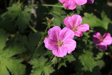 Obraz premium Hybrid Geranium × Riversleaianum 'Russell Prichard' flower in St. Gallen, Switzerland. It is a hybrid of Geranium Endressii and Geranium Traversii.