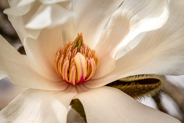 Spring blooming magnolia © d murk photographs