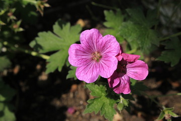 Hybrid Geranium &times; Riversleaianum 'Russell Prichard' flower in St. Gallen, Switzerland. It is a hybrid of Geranium Endressii and Geranium Traversii.