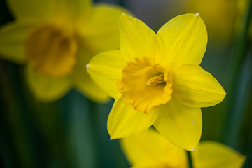 Spring blooming narcissus daffodil 